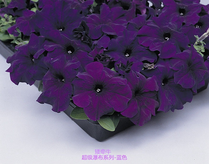矮牵牛-超级瀑布系列