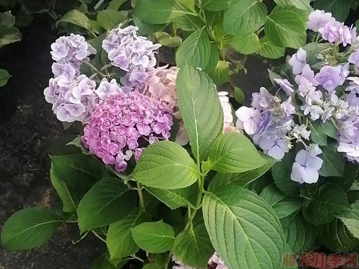 绣球花花瓣焦了怎么办