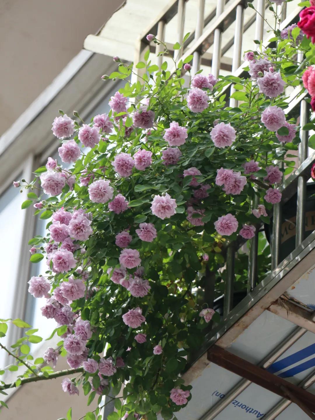 如何从零开始在家中阳台搭建微型花园？ - 知乎