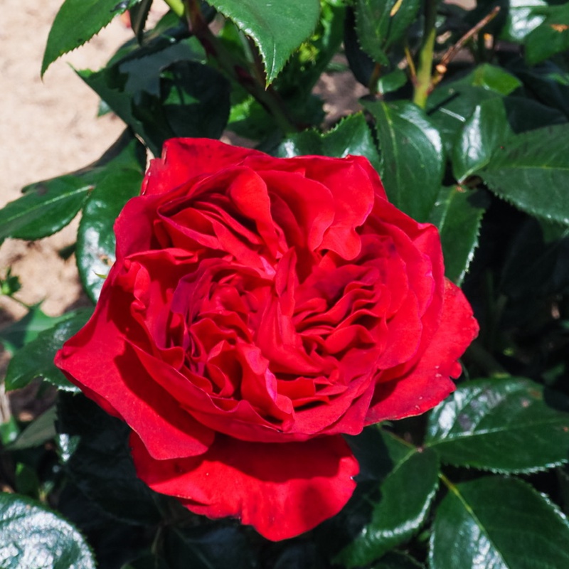 伏旧园之花