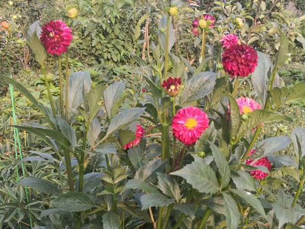 大丽花一年开几次花