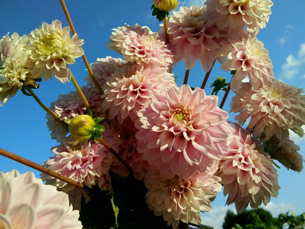 大丽花夏天露天怎么养护