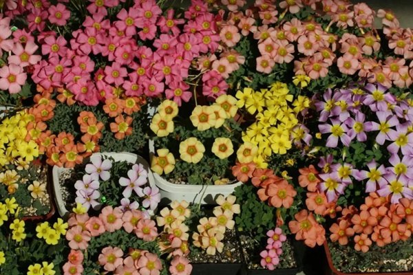 养护零难度的花卉盆栽推荐
