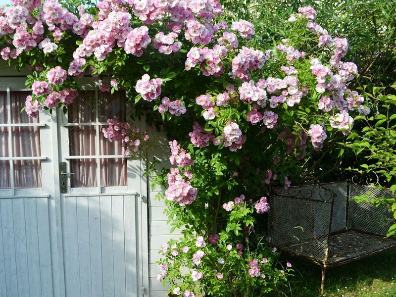 苹果花