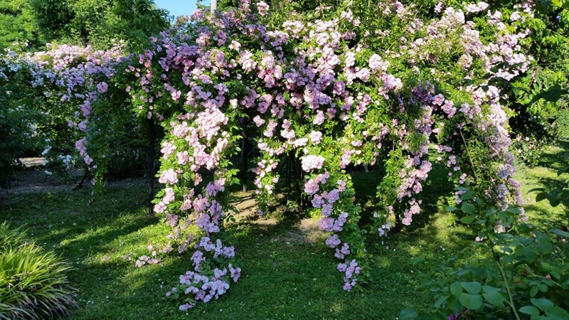 苹果花