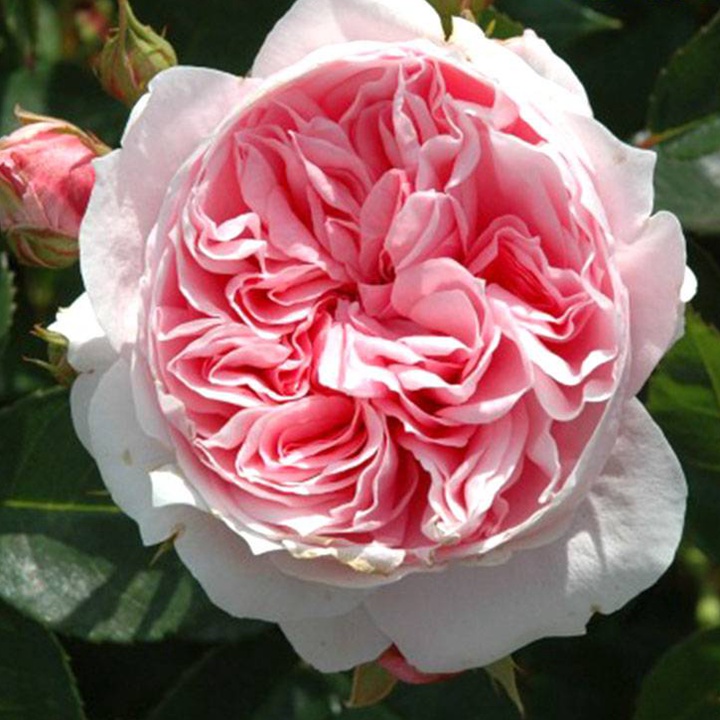 邓纳姆梅西Dunham Massey