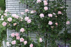瑞典女王月季适合用来作花墙还是花篱？