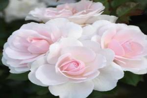 格兰维尔的玫瑰Rose de Granville