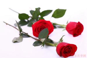 卡罗拉和红玫瑰的区别