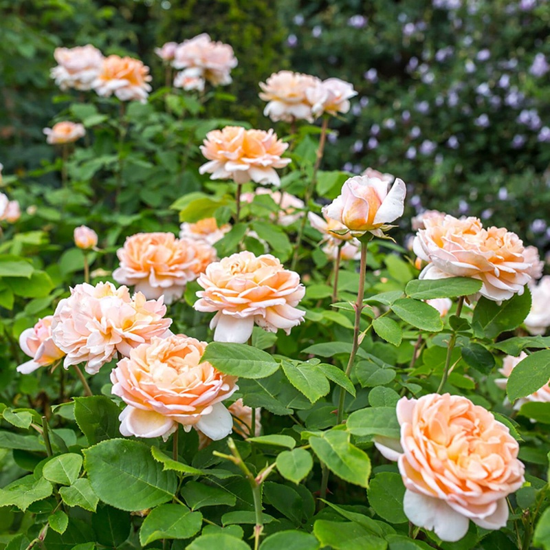 园丁夫人The Lady Gardener 