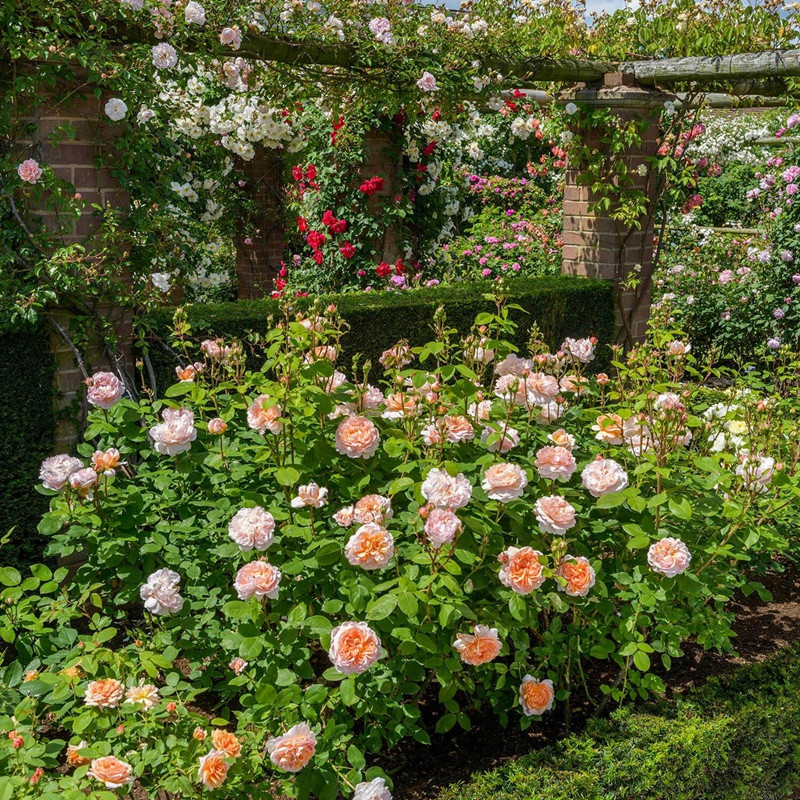 园丁夫人The Lady Gardener 