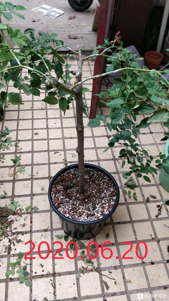 躲躲藏藏棒棒糖嫁接养成记