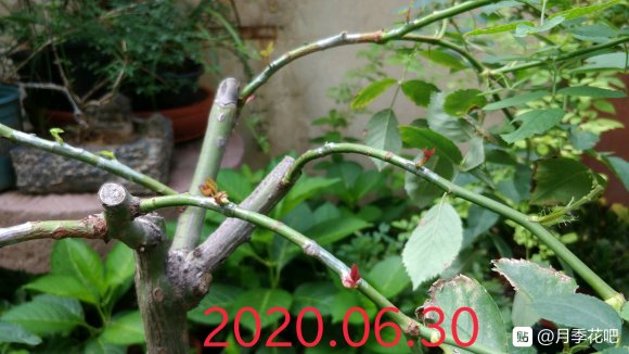躲躲藏藏棒棒糖嫁接养成记