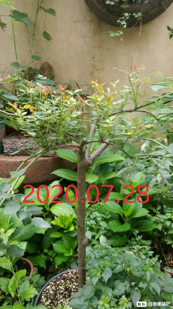 躲躲藏藏棒棒糖嫁接养成记