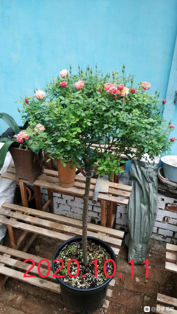 躲躲藏藏棒棒糖嫁接养成记