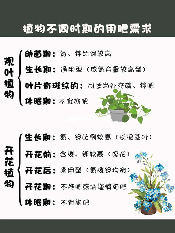 新手养花施肥指南 图文 藤本月季网
