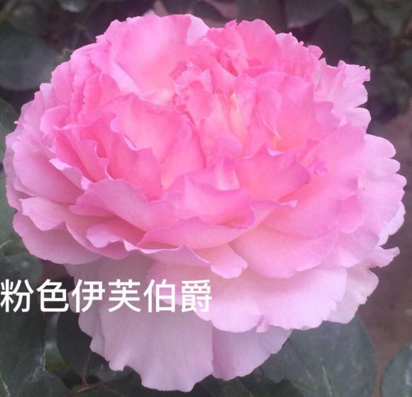 平均花径13cm以上的大花月季品种