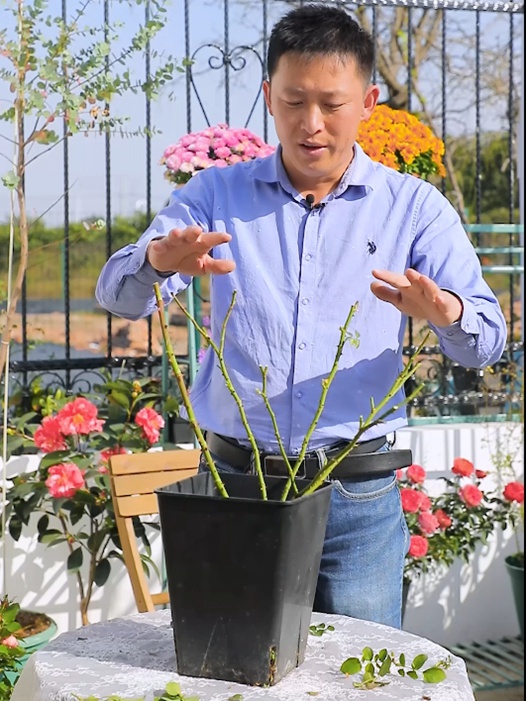 冬天月季什么时候开始强剪? 冬天月季什么时候开始强剪?