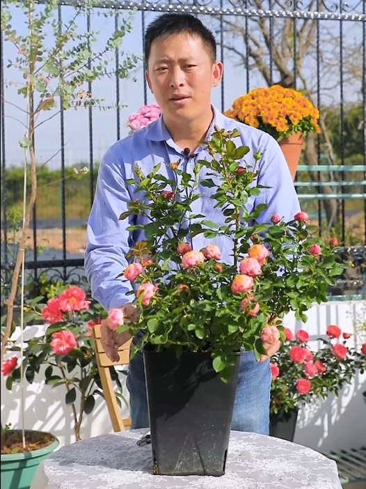冬天月季什么时候开始强剪? 冬天月季什么时候开始强剪?