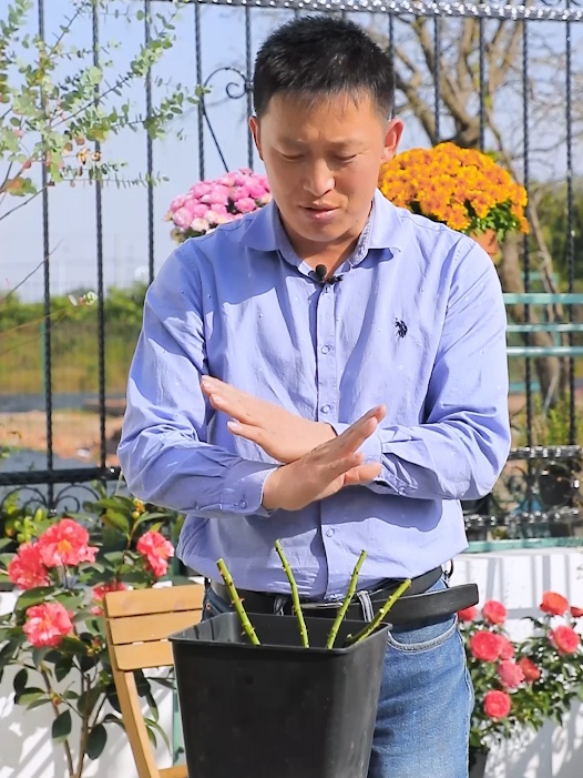 冬天月季什么时候开始强剪? 冬天月季什么时候开始强剪?