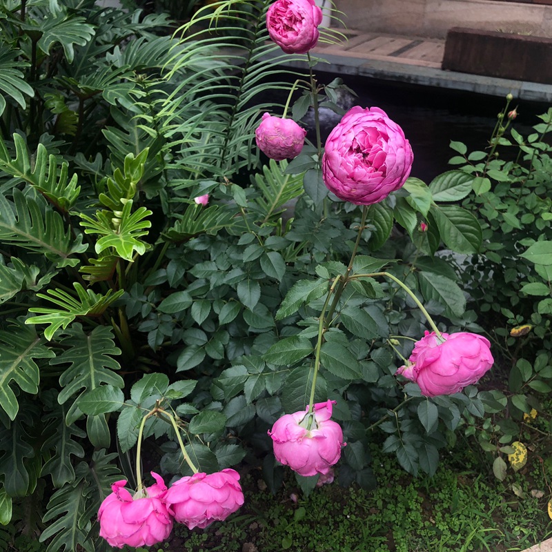 为了你的家庭For Your Home