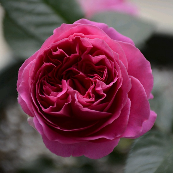 伯纳黛特·拉芳特Bernadette Lafont