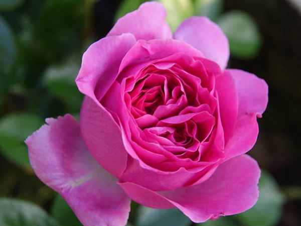 伯纳黛特·拉芳特Bernadette Lafont