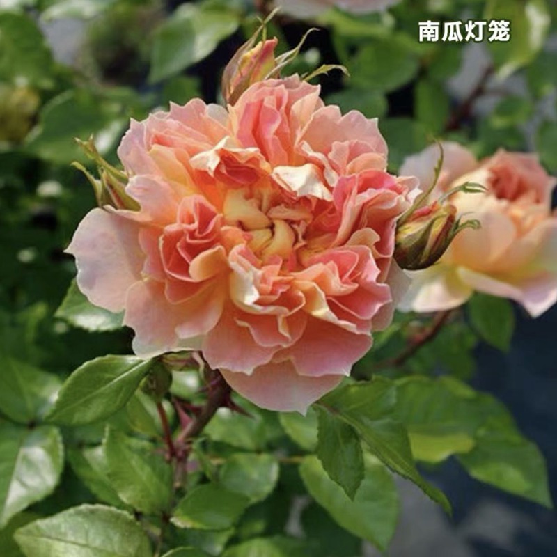 南瓜灯笼Lanterne Citrouille