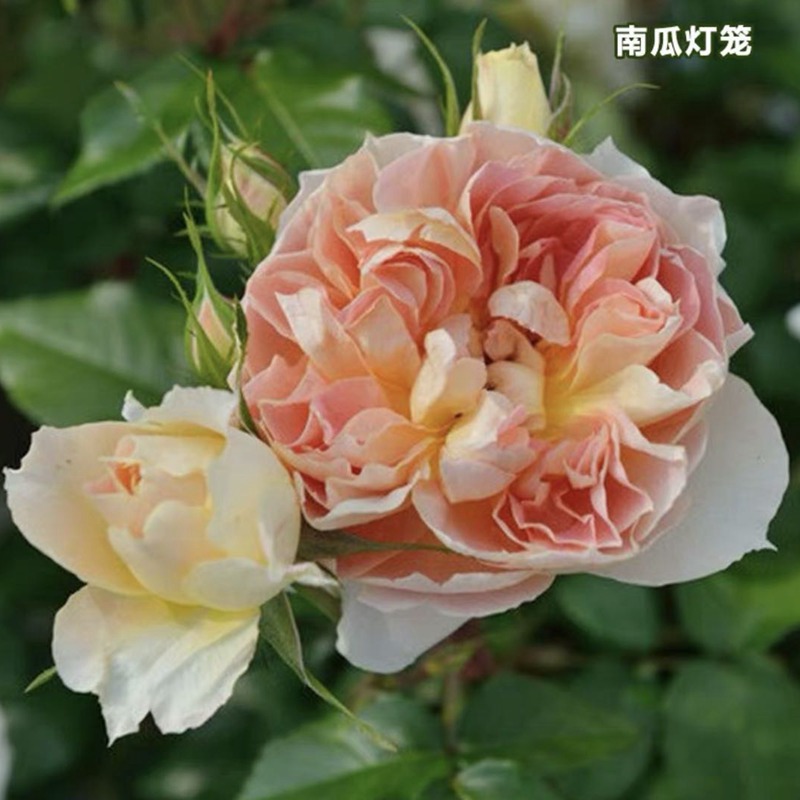 南瓜灯笼Lanterne Citrouille