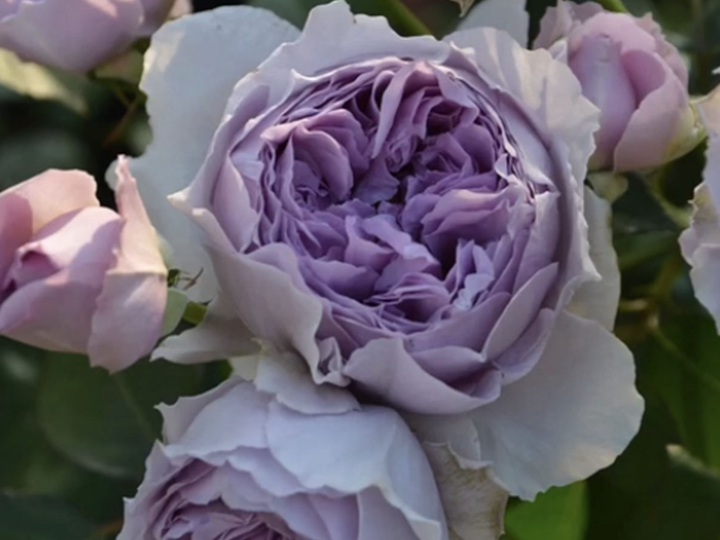 丽拉Lilas
