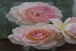 洋/梅克林花边Malines