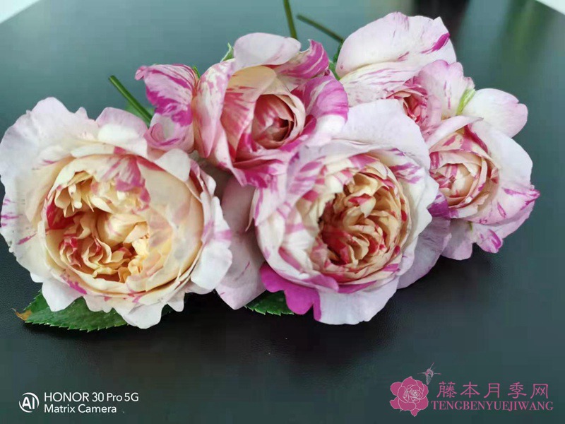 爱杜尔马奈