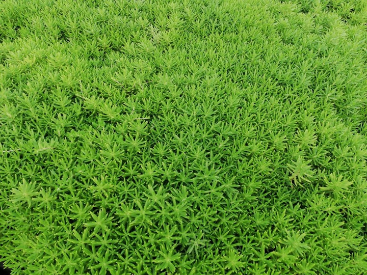 佛甲草
