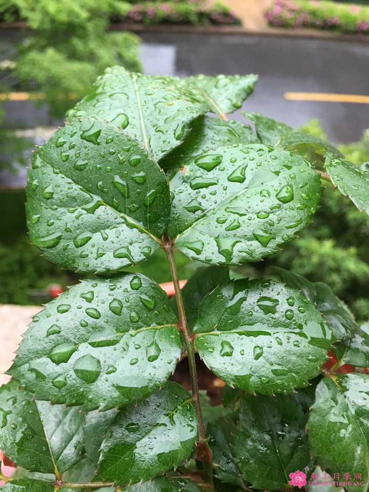 芳香王阳台月季