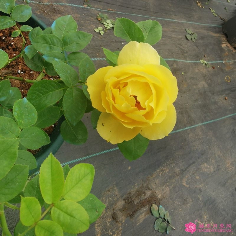 纪念马塞尔普鲁斯特Souvenir de Marcel Proust