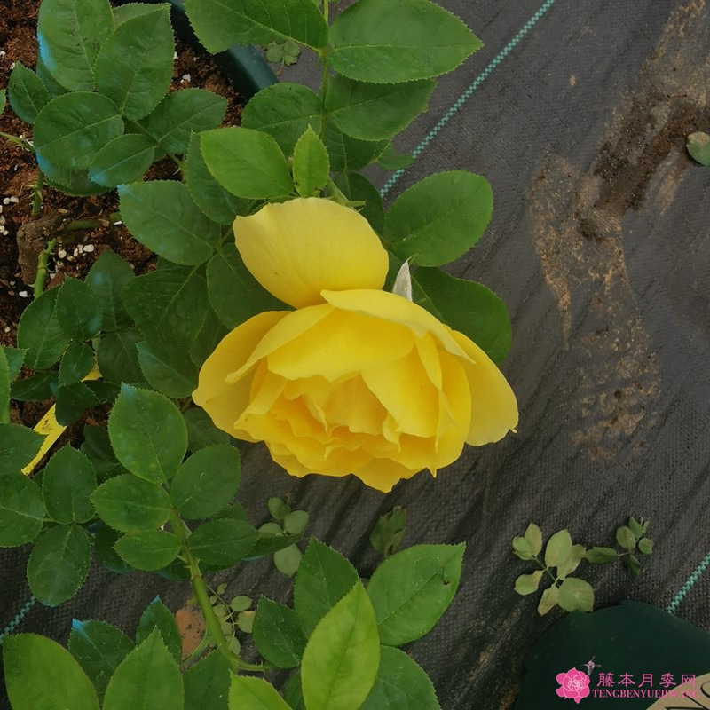 纪念马塞尔普鲁斯特Souvenir de Marcel Proust