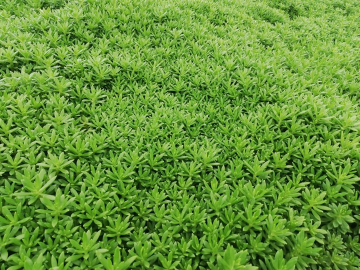 佛甲草怎么种？