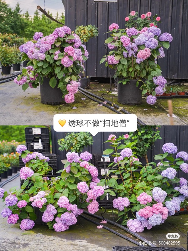 绣球花如何养护才能不垂头