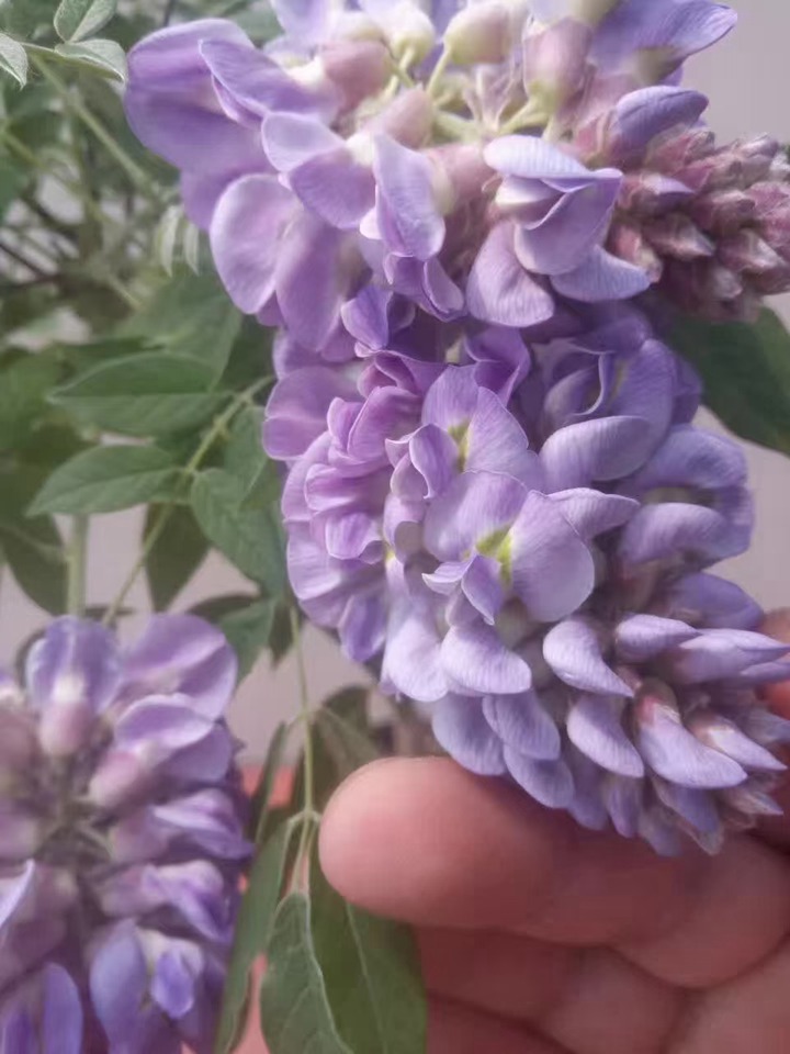 紫水晶紫藤开花图图片