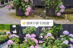 绣球花如何养护才能不垂头