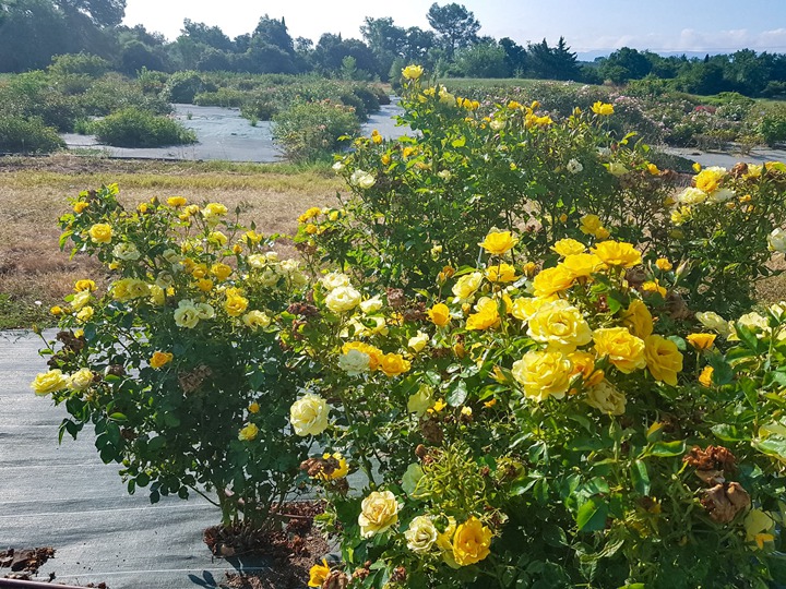 阳光Rayon De Soleil