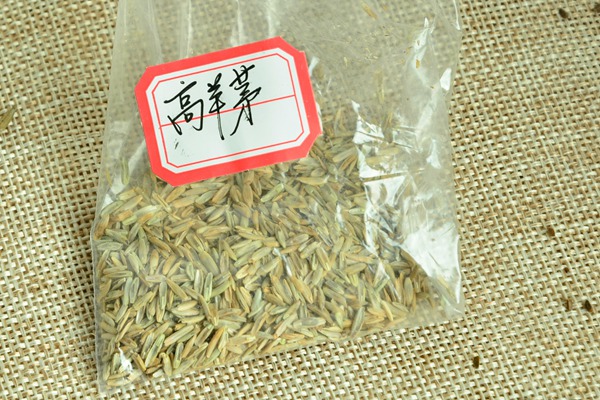 高羊茅种子