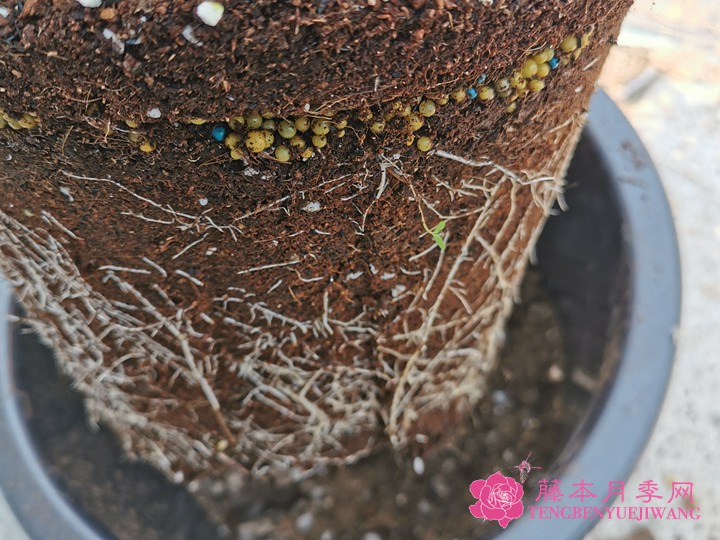 月季沤根是什么样子，可以用腐叶土、慢慢接触散光来适应，如果在换盆时不小心伤根了，阳台重点预防红蜘蛛，</p><p><img dir=
