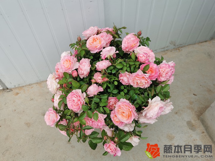 月季开花老是零零散散不整齐怎么办？