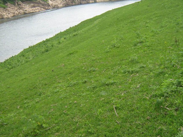 紫羊茅草坪