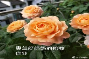 花友春花抢救案例（果汁阳台1个月的蜕变）