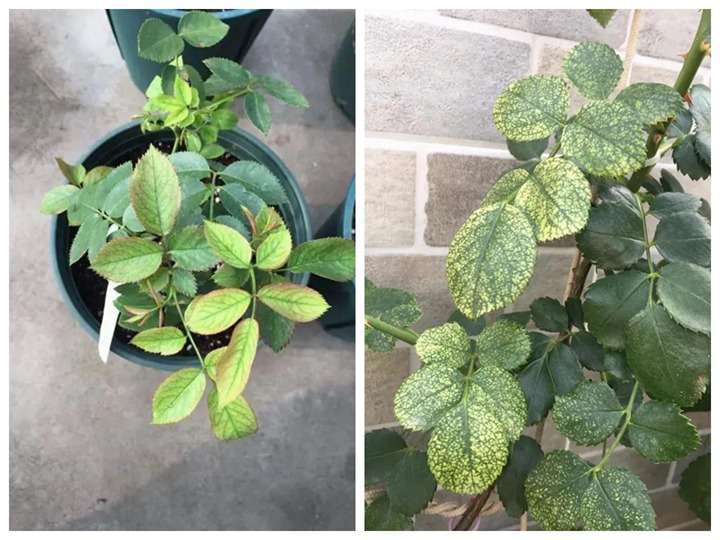 多雨又高温的夏季,月季养护需要注意些什么? 多雨又高温的夏季,月季养护需要注意些什么?