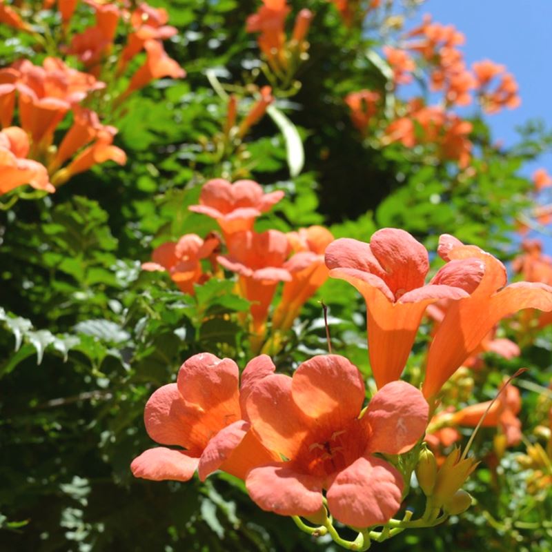 凌霄花