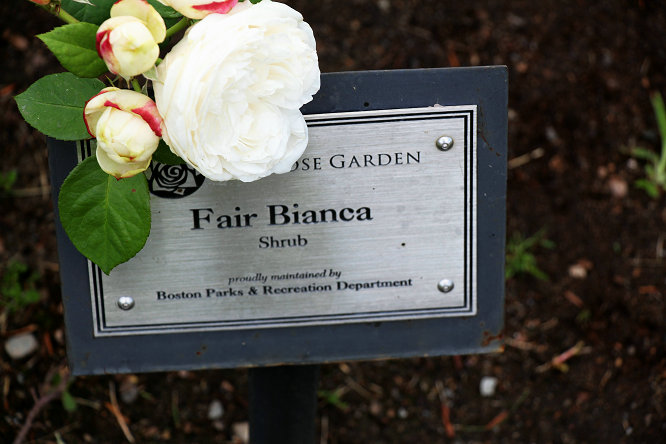 白菲儿 Fair Bianca
