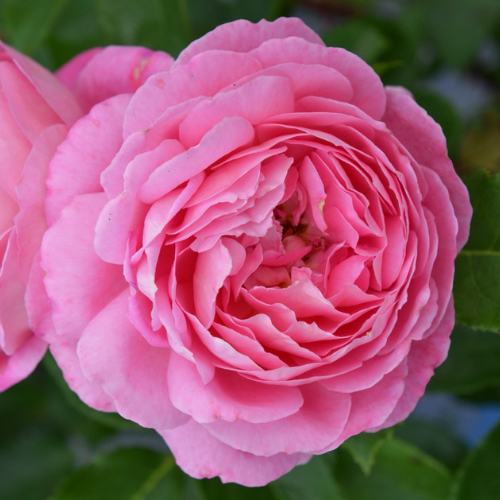 疯狂交际花Folle Courtisane